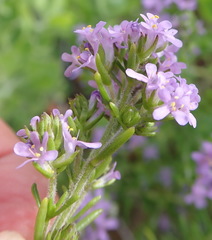 Selago villicaulis
