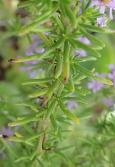 Selago villicaulis