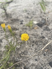 Steirodiscus tagetes