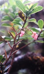 Epidendrum montigenum