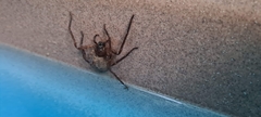 Heteropoda renibulbis