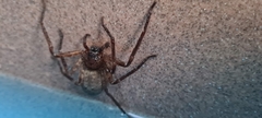 Heteropoda renibulbis