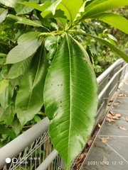 Alstonia macrophylla