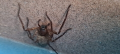 Heteropoda renibulbis