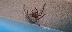 Heteropoda renibulbis