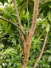 Alstonia macrophylla