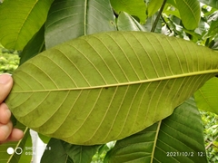 Alstonia macrophylla