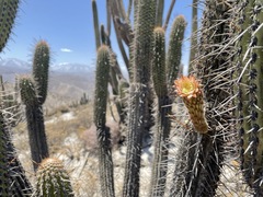 Weberbauerocereus weberbaueri