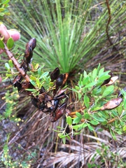 Hakea ruscifolia