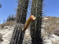 Weberbauerocereus weberbaueri