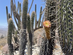 Weberbauerocereus weberbaueri