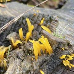 Calocera furcata