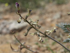 Astragalus layneae