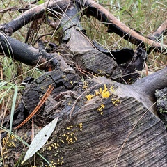 Calocera furcata