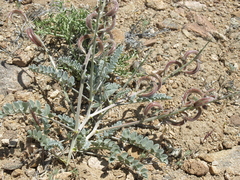 Astragalus layneae