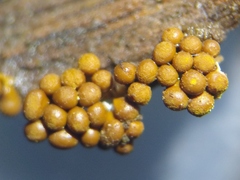 Oligonema verrucosum