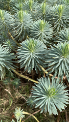 Euphorbia characias