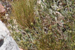 Leucadendron nitidum