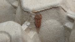 Dichomeris ventrellus