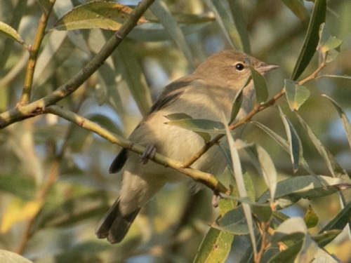 Curruca mosquitera (Sylvia borin)