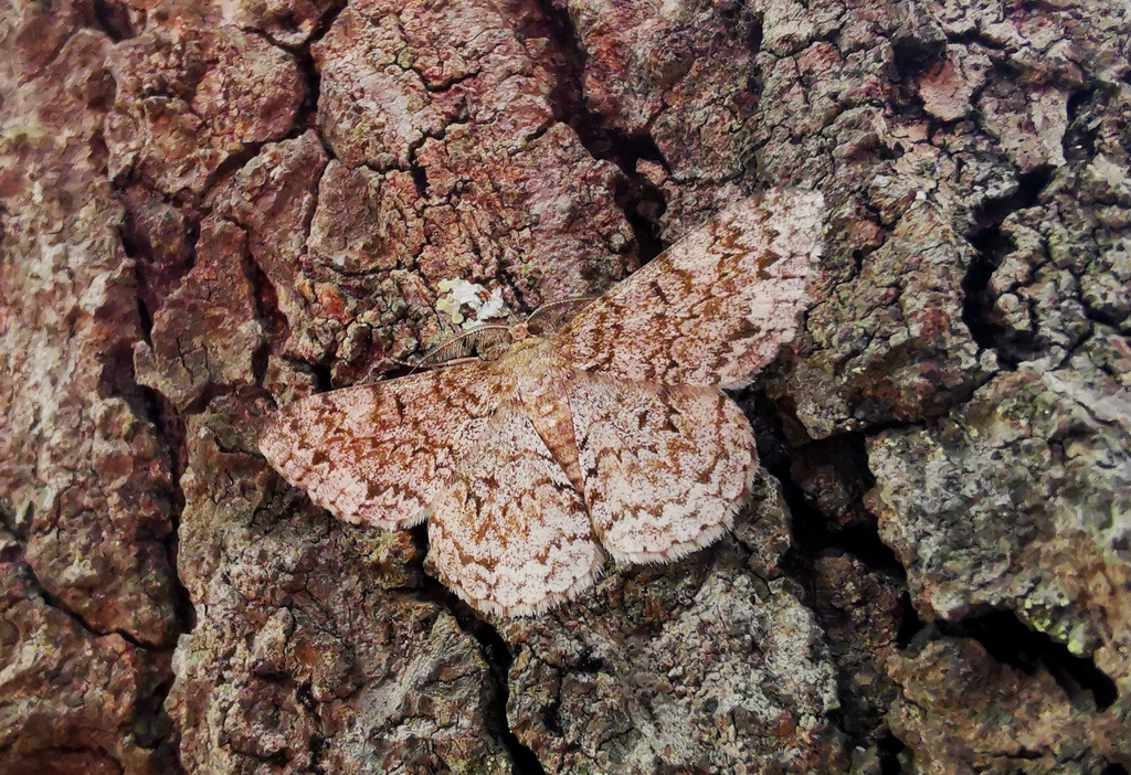 Hypomecis miyanoi