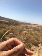 Descurainia myriophylla