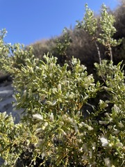 Baccharis tricuneata