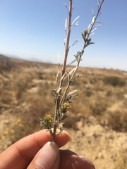 Descurainia myriophylla