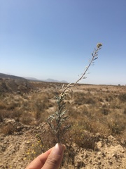 Descurainia myriophylla