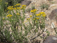 Ericameria cooperi cooperi