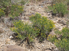 Ericameria cooperi cooperi