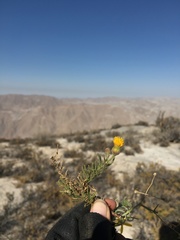 Senecio phylloleptus