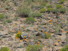 Calochortus kennedyi kennedyi