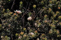 Leucadendron nitidum