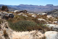Leucadendron nitidum