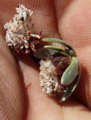 Leucadendron nitidum