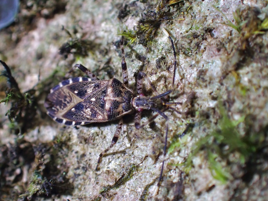 Trichocolpura