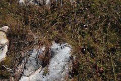 Protea witzenbergiana