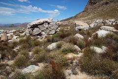 Sorocephalus lanatus