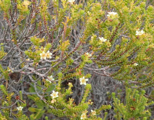 Sand Bitterbuchu (Diosma sabulosa)