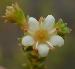 Diosma sabulosa