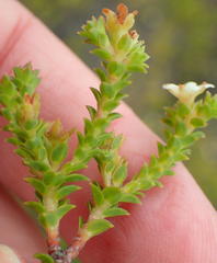 Diosma sabulosa