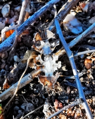 Pephricus
