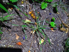 Invertebrate iridescent virus 31