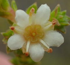 Diosma sabulosa