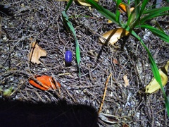 Invertebrate iridescent virus 31