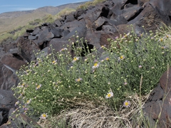Erigeron breweri porphyreticus