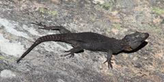 Hemicordylus capensis