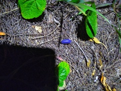 Invertebrate iridescent virus 31