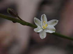 Caesia parviflora parviflora